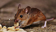 24 Hour & Emergency Exterminators in Everett, OH